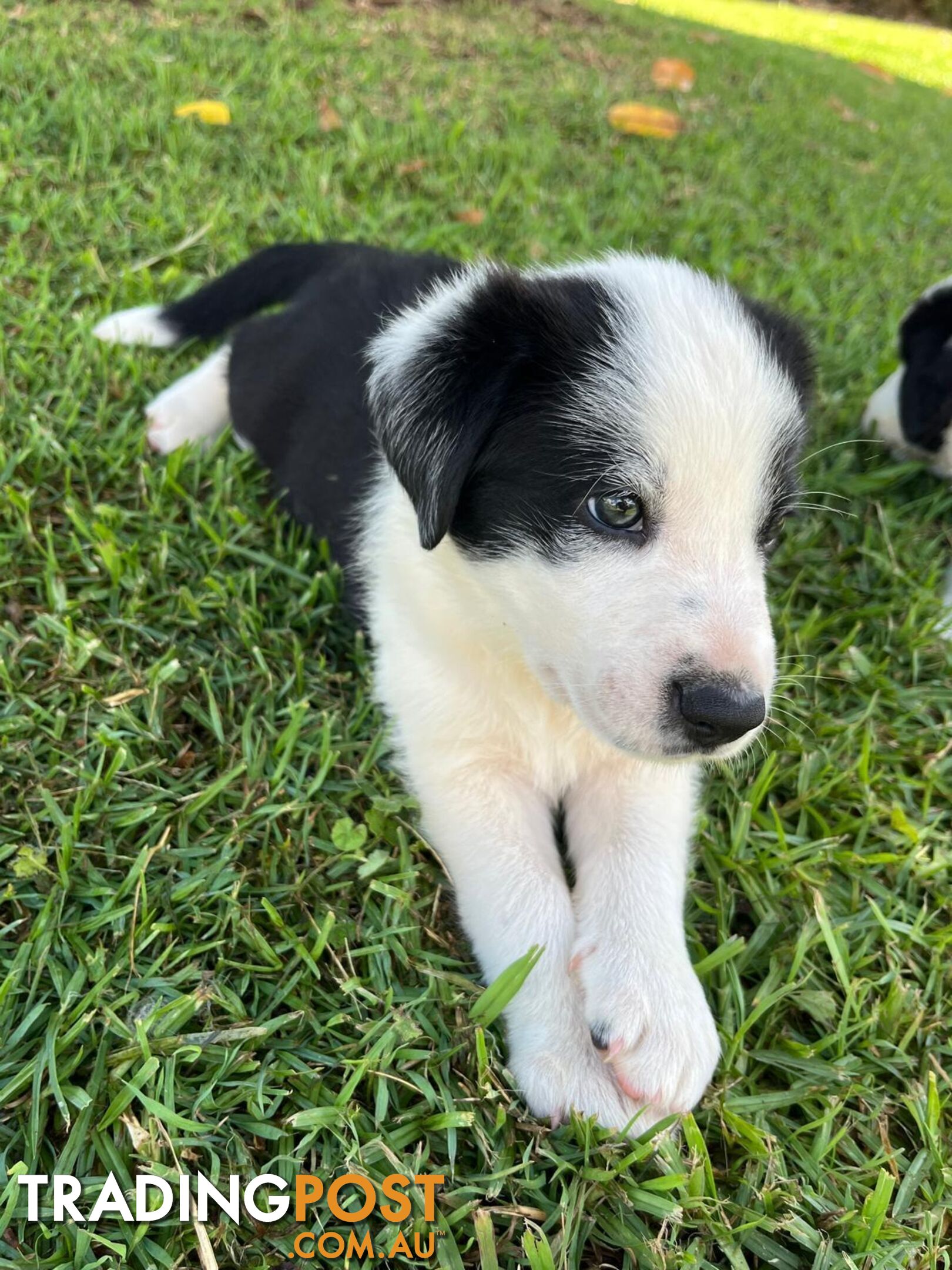 Border collie pups