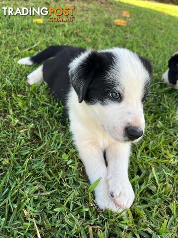 Border collie pups