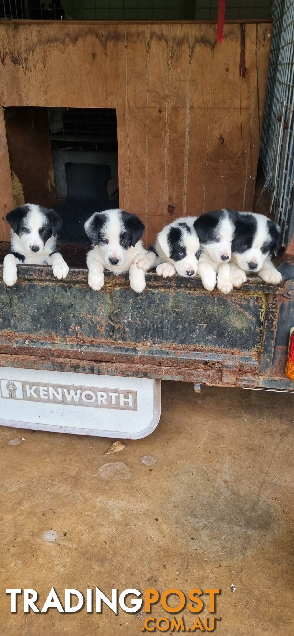 Border collie pups