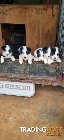 Border collie pups