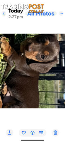 Dachshund Puppies - Mini