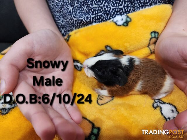 Guinea pigs - 2 months old