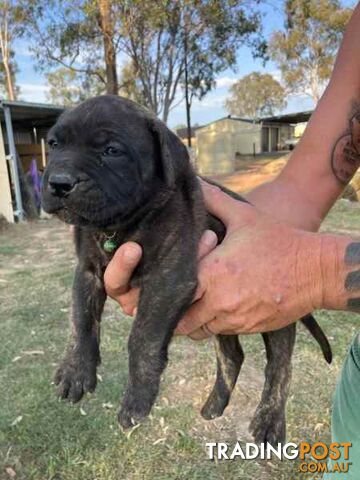 Dogue De Bordeaux cross Neo Mastiff Puppies