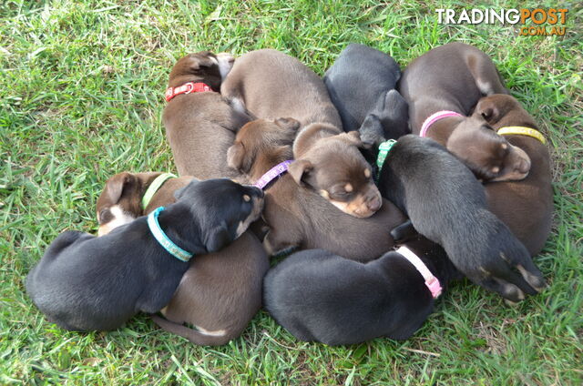 10 Pure bred Australian Kelpie Puppies
