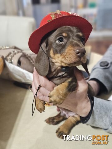 Miniature Dachshunds Smooth Hair Puppies