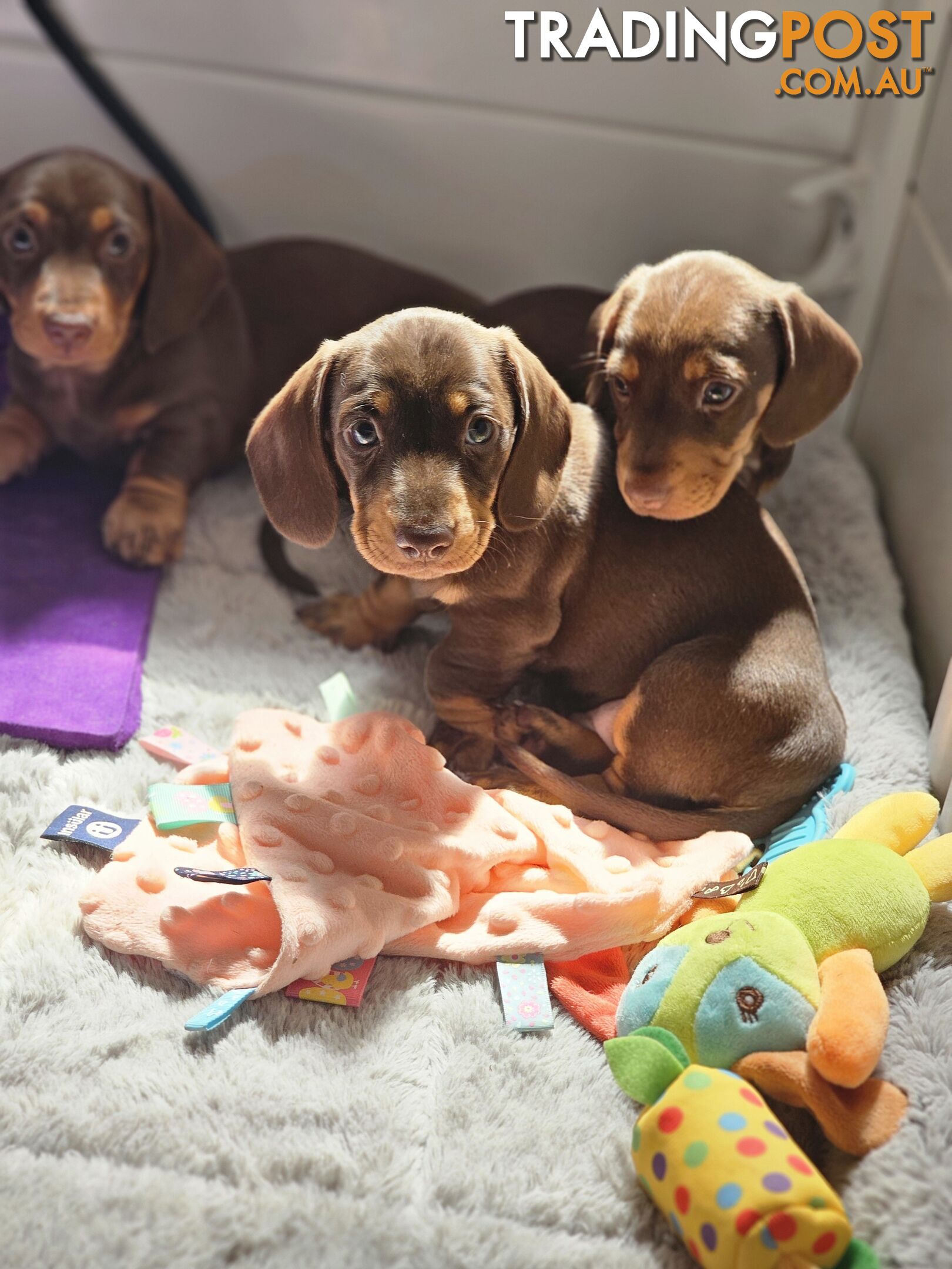 Miniature Dachshunds Smooth Hair Puppies