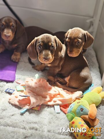 Miniature Dachshunds Smooth Hair Puppies