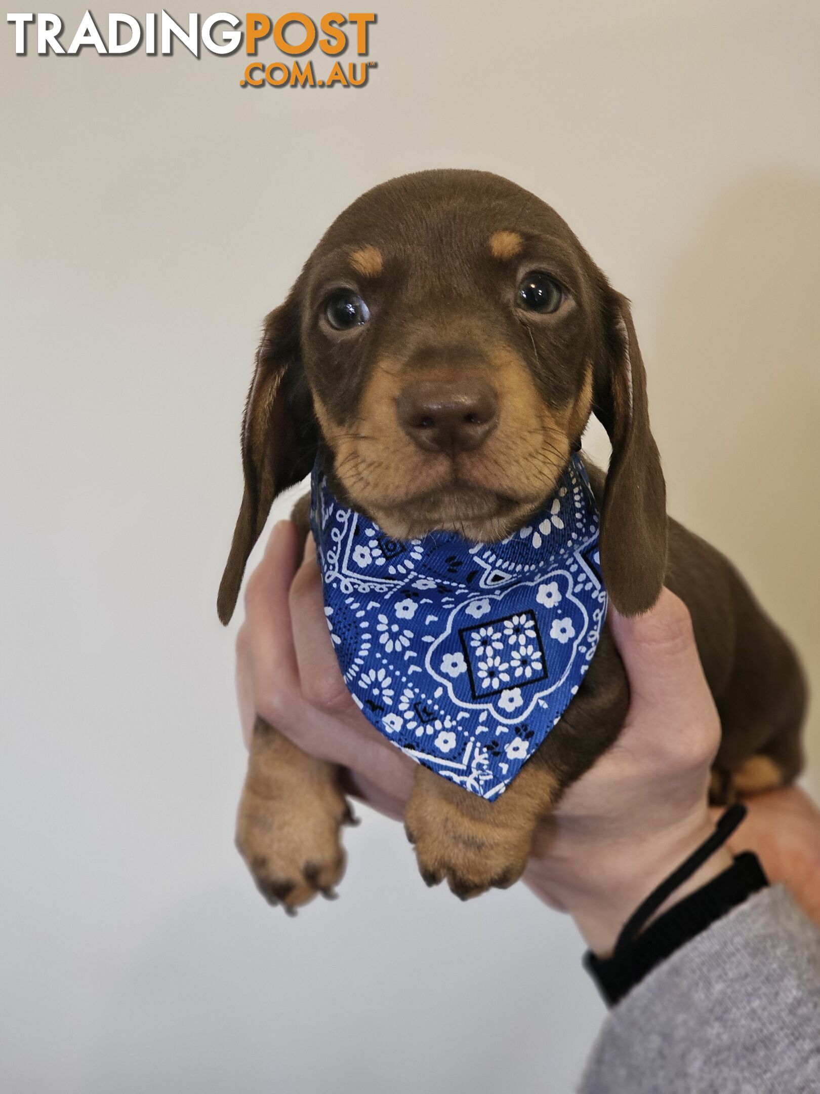 Miniature Dachshunds Smooth Hair Puppies