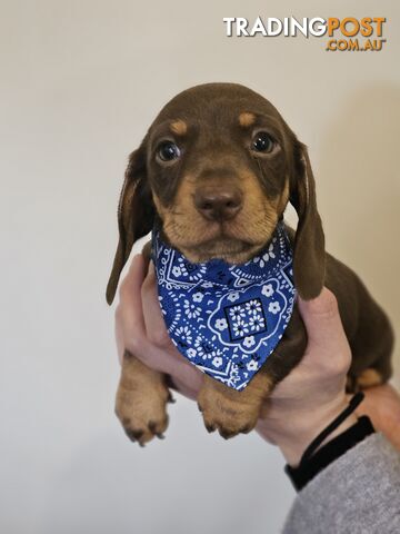 Miniature Dachshunds Smooth Hair Puppies