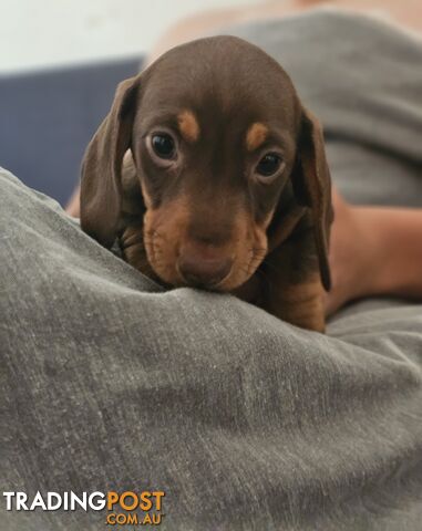 Miniature Dachshunds Smooth Hair Puppies