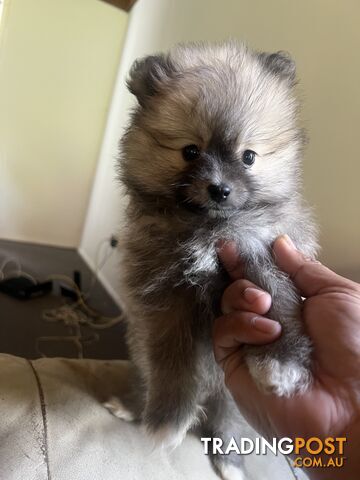 Pomeranian pups