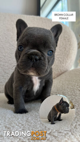 French bulldog pups (purebred)