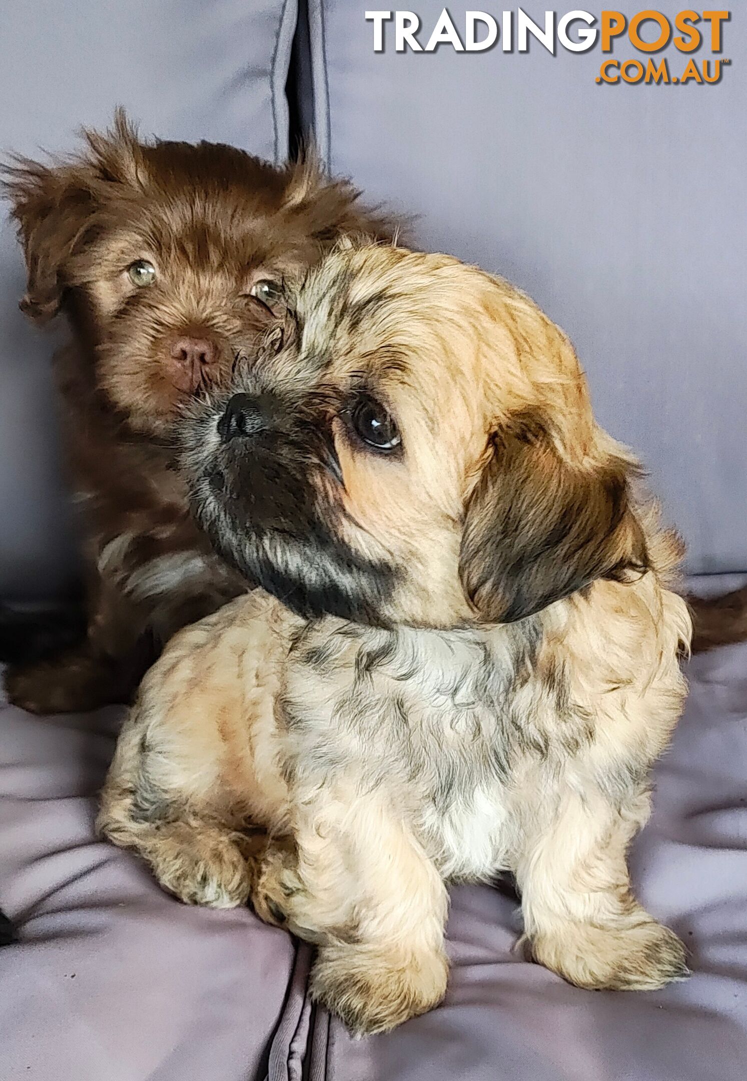 Malshipoo Pups (Maltese x Shih Tzu x Poodle)