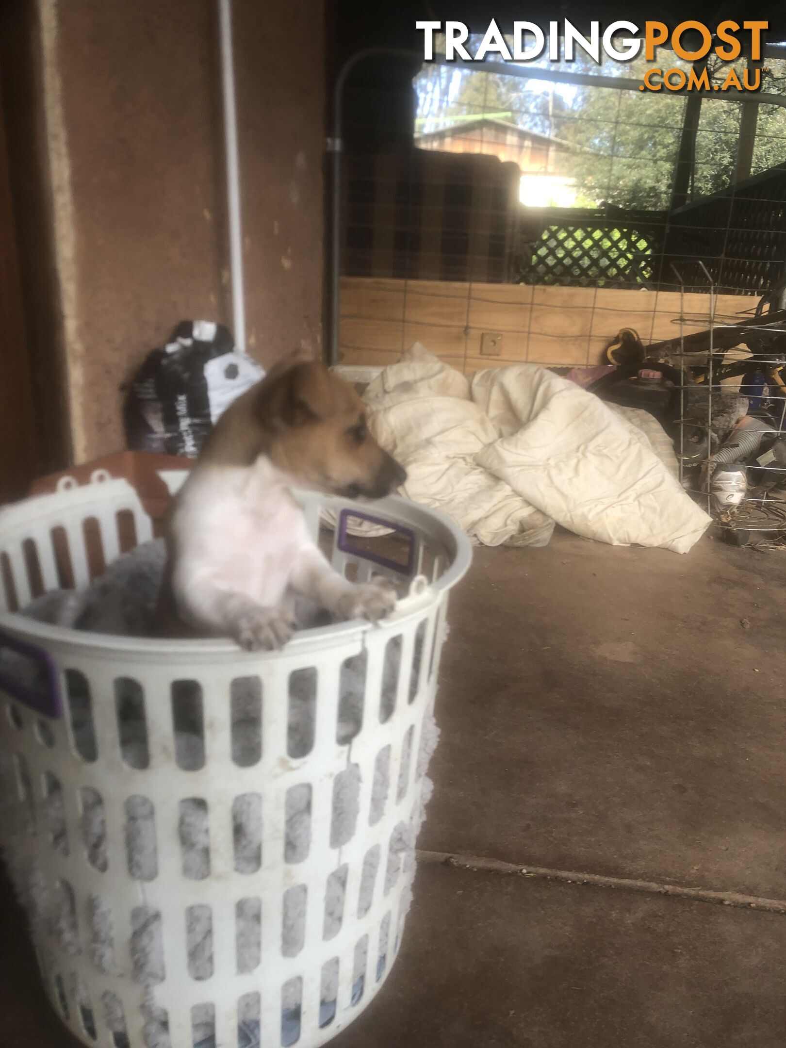 Jack Russell puppies