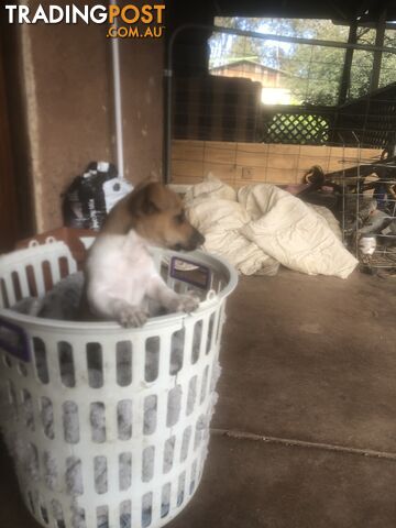 Jack Russell puppies