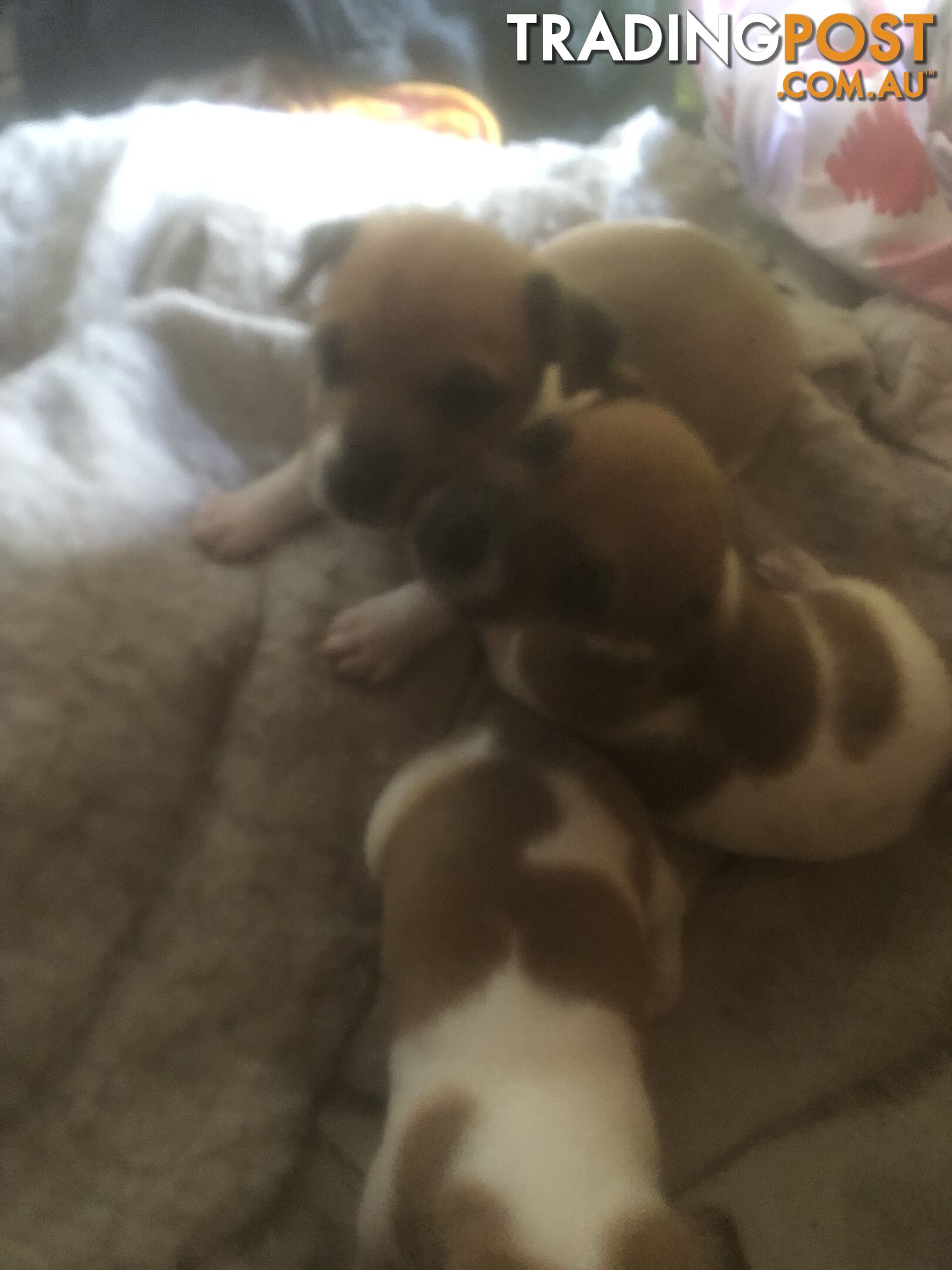 Jack Russell puppies