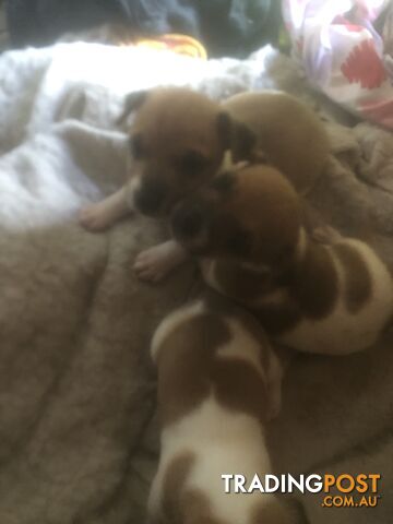 Jack Russell puppies