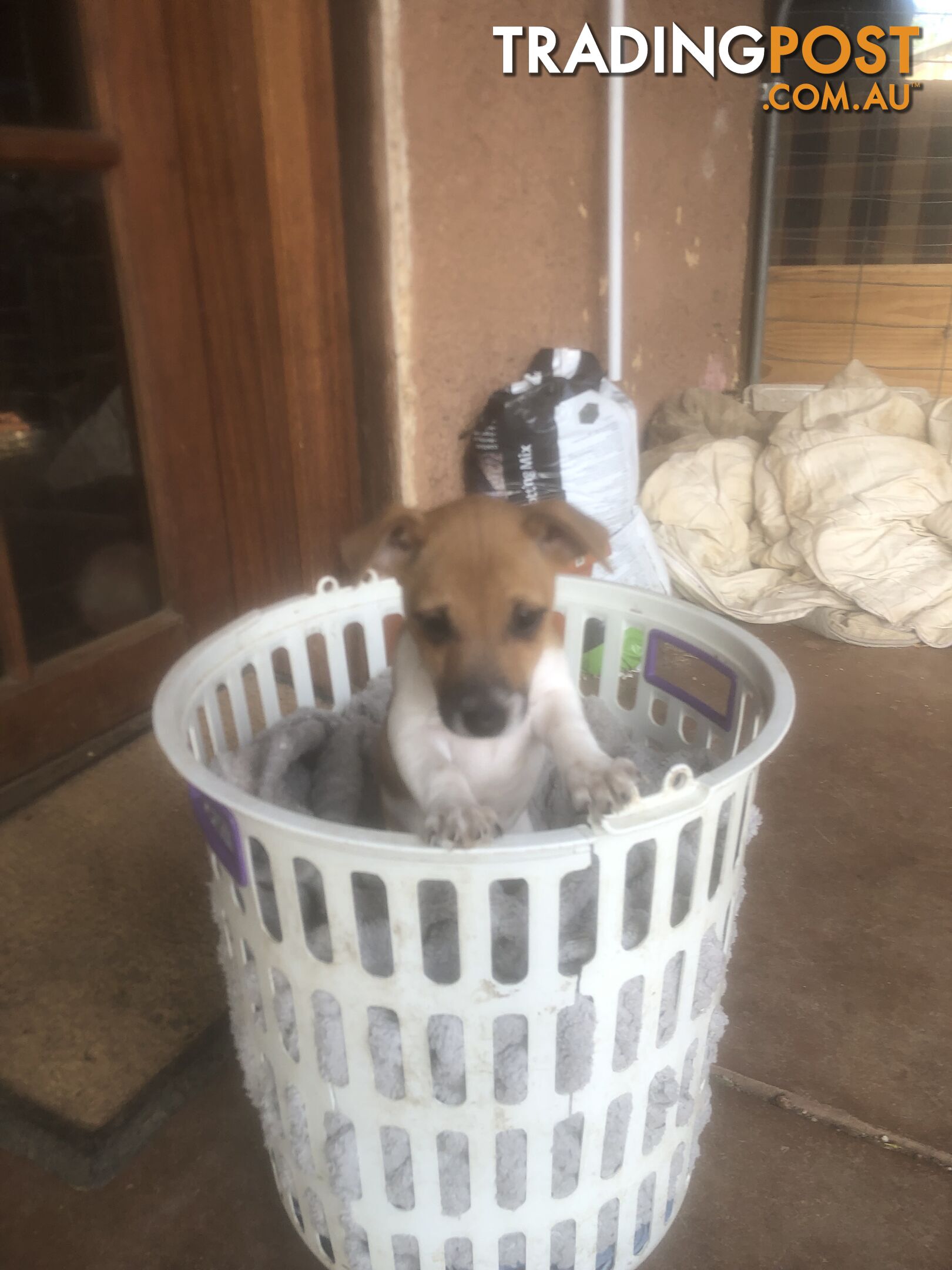 Jack Russell puppies