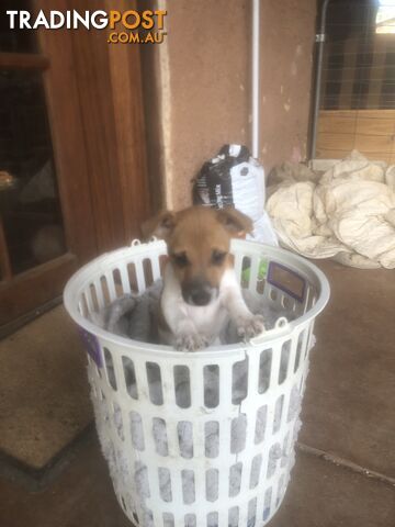 Jack Russell puppies