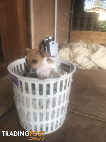 Jack Russell puppies