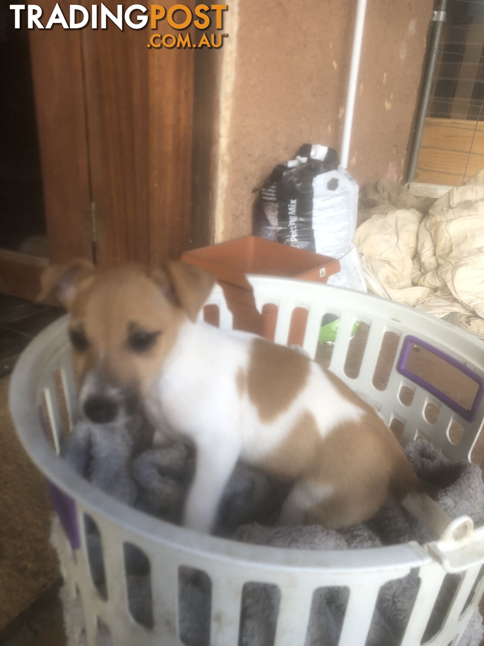 Jack Russell puppies