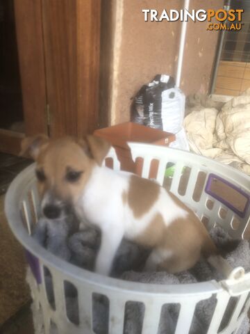 Jack Russell puppies