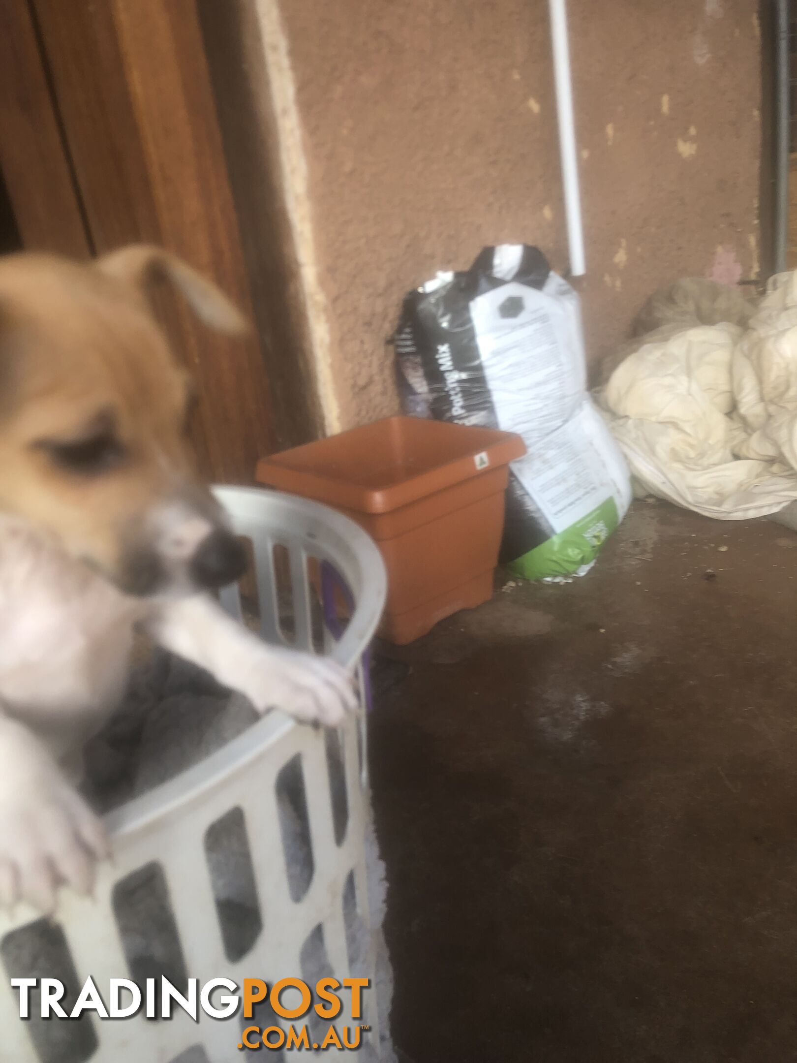 Jack Russell puppies