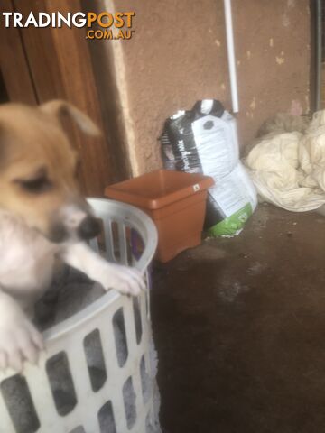 Jack Russell puppies