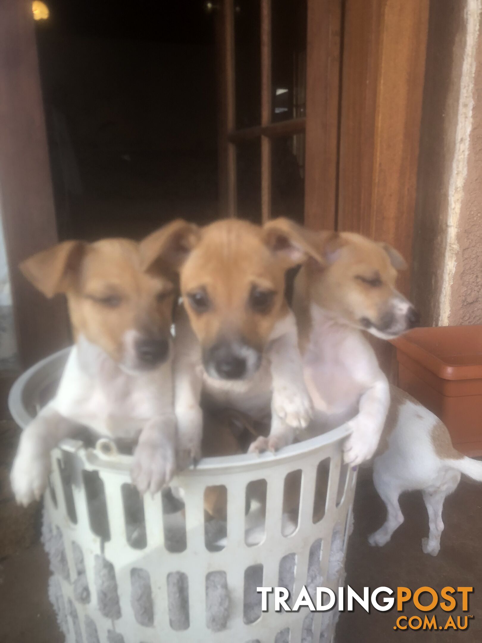 Jack Russell puppies