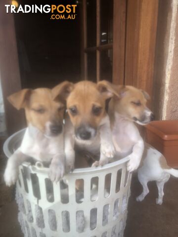 Jack Russell puppies