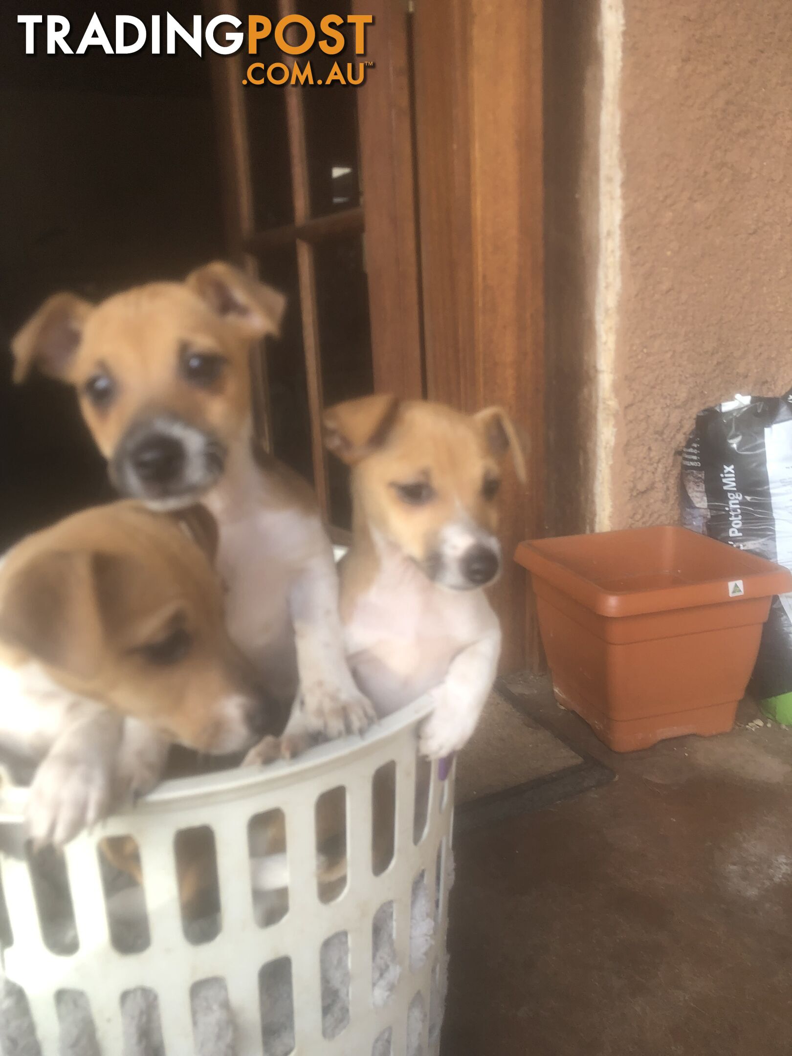 Jack Russell puppies