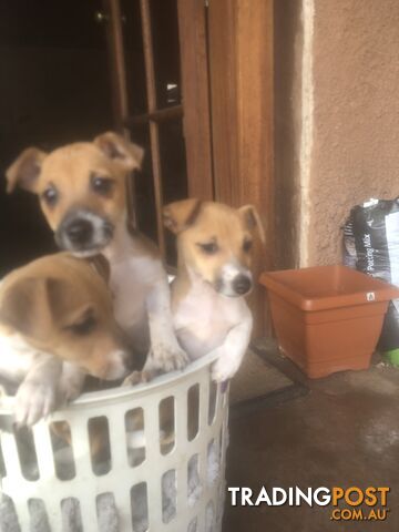 Jack Russell puppies