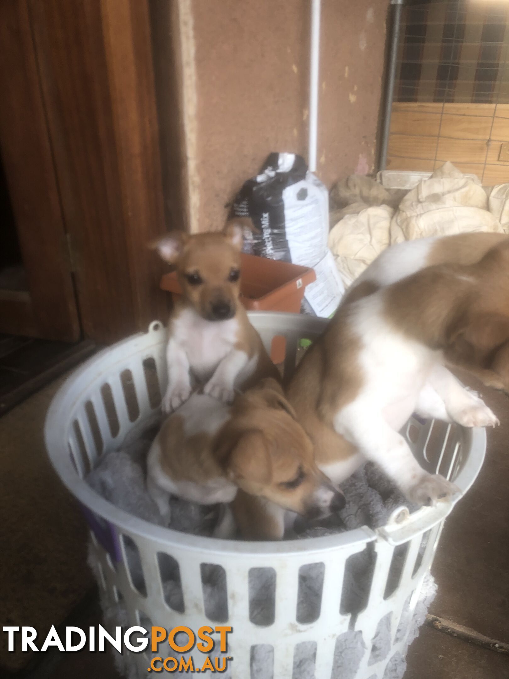 Jack Russell puppies