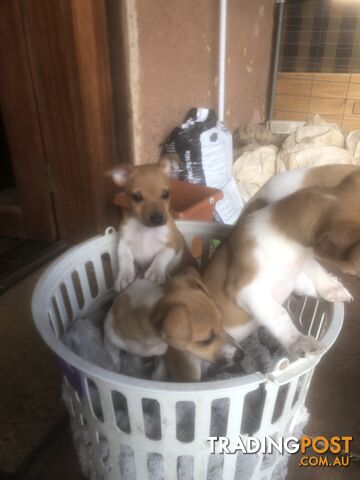 Jack Russell puppies