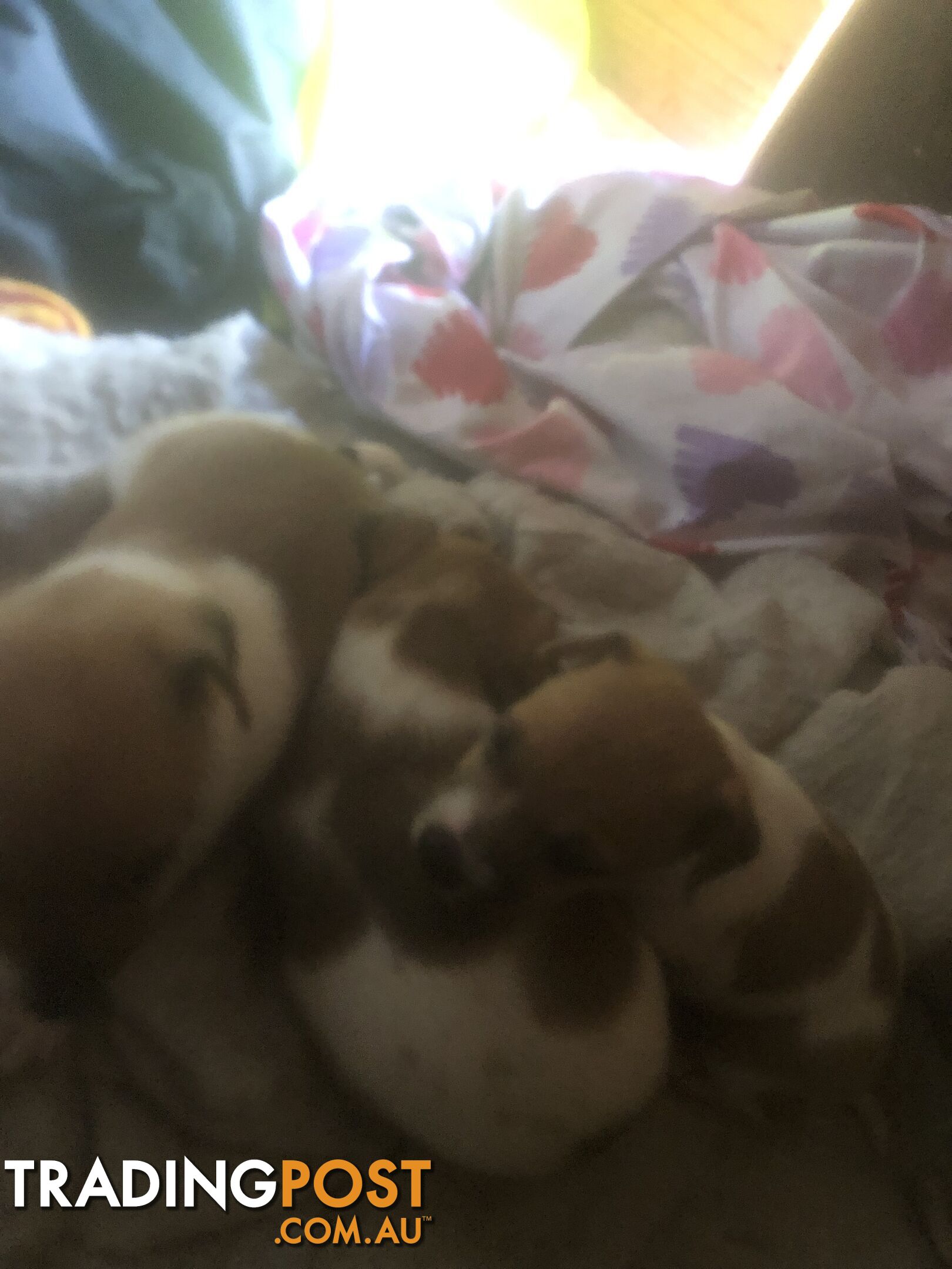 Jack Russell puppies