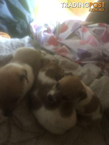 Jack Russell puppies