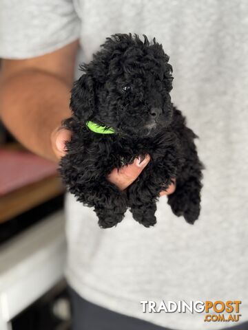 TOY POODLE PUPPIES