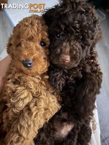 Toy poodle puppies purebred 2 chocolate and 1 red puppy available