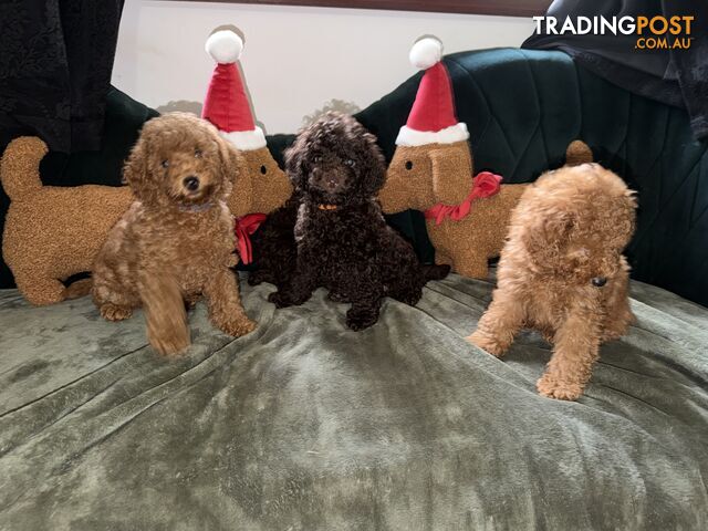 Toy poodle puppies purebred 2 chocolate and 1 red puppy available