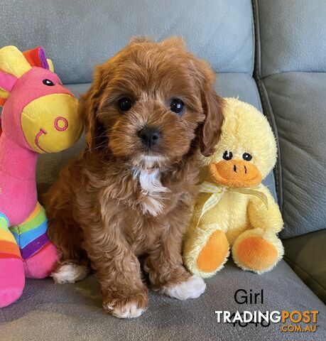 Cavoodle Puppies