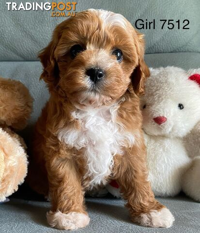 Cavoodle puppies