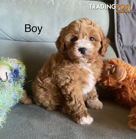 Cavoodle puppies