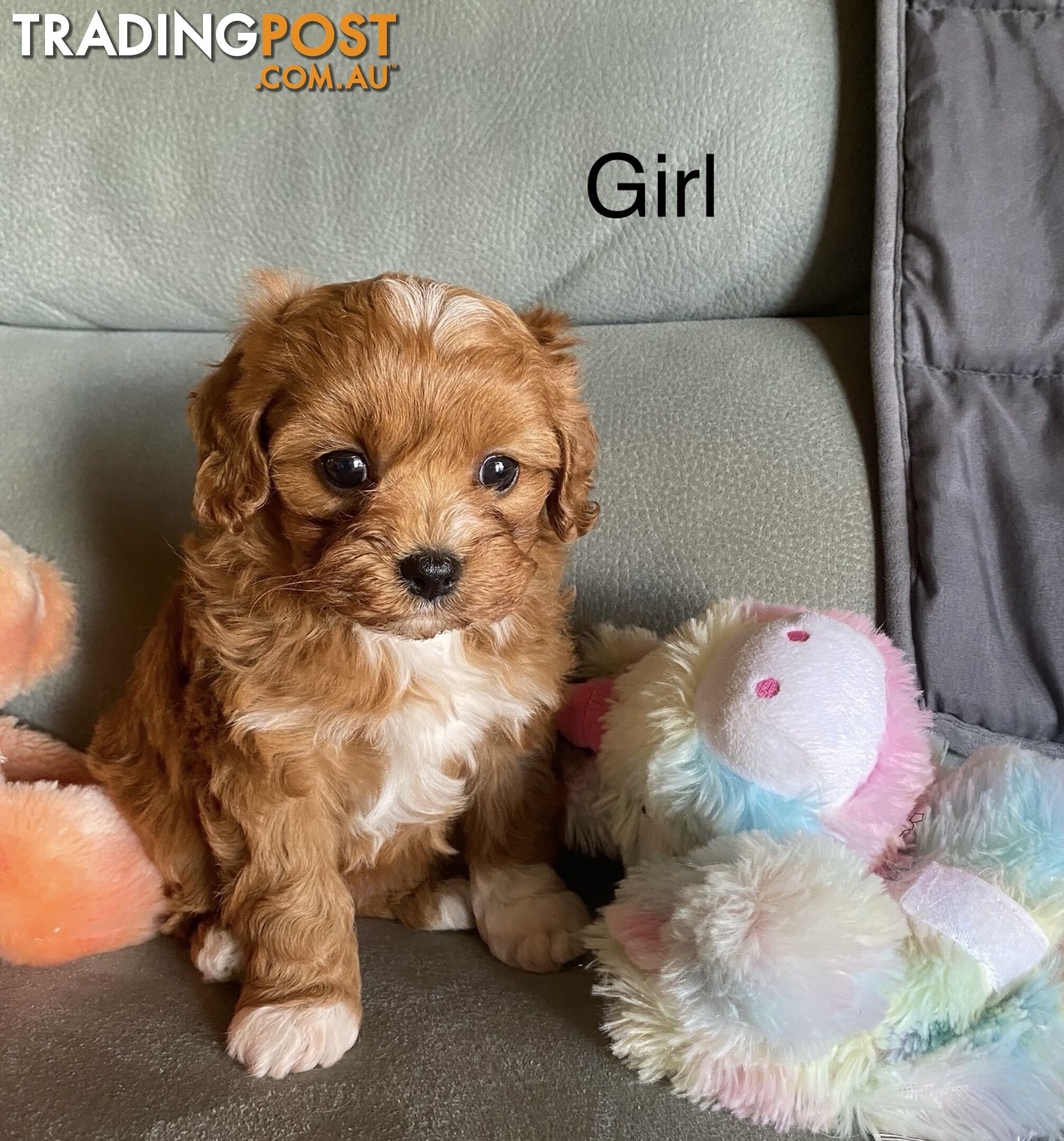 Cavoodle puppies