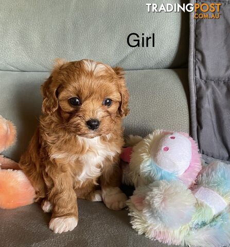 Cavoodle puppies