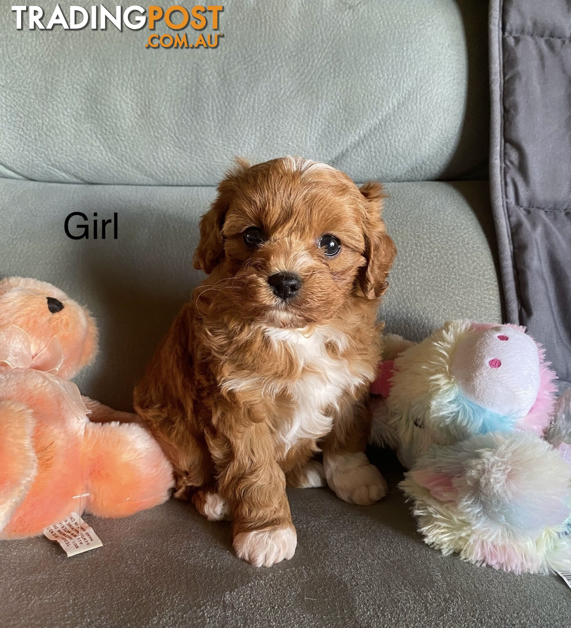 Cavoodle puppies