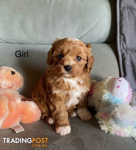 Cavoodle puppies