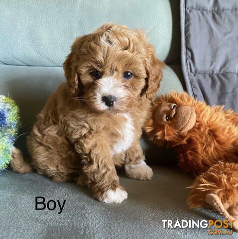 Cavoodle puppies