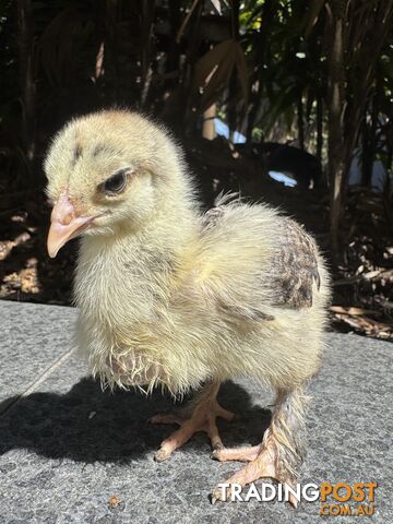 Brahma chickens