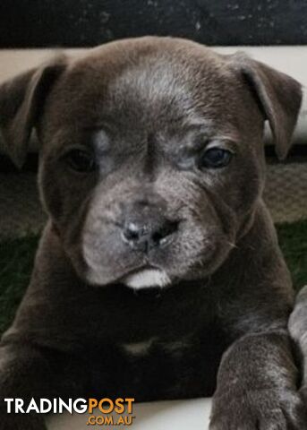 Staffy Puppies English Staffordshire Bull Terrier