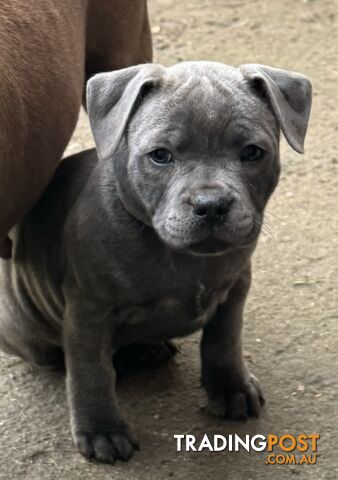 Staffy Puppies English Staffordshire Bull Terrier